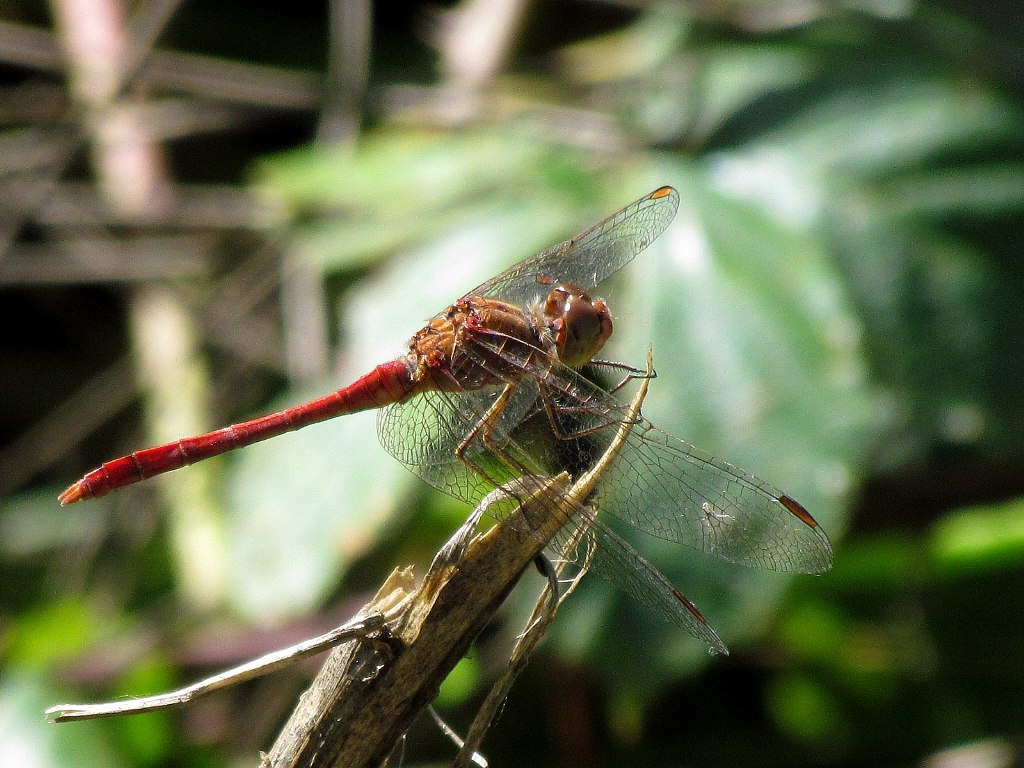 Sympetrum sp. ? meridionale!